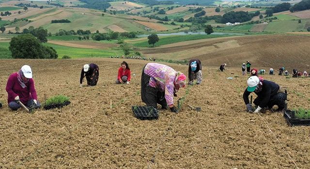 Büyükşehir 2,5 milyon biberiye fidesini toprakla buluşturdu