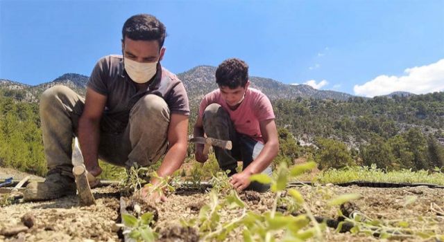 Büyükşehir’den Akseki’ye adaçayı fidesi desteği