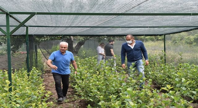 Büyükşehir'den Aronia Meyvesi için Teknik Destek