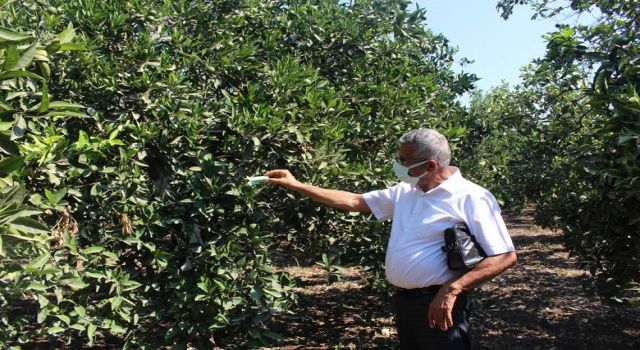 Büyükşehir’den Kumlucalı üreticilere faydalı böcek