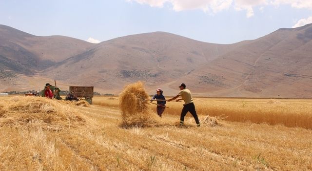 Elmalı'da ata tohumu bereketi yaşanıyor