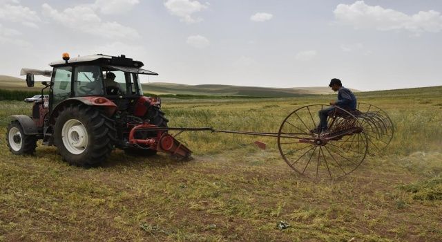 Kırmızı mercimekte hasat zamanı