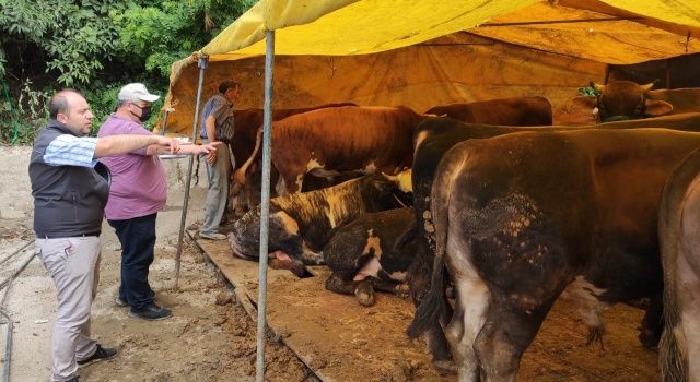 Kurban Satış Yerlerinde Gerekli Tedbirler Alınıyor