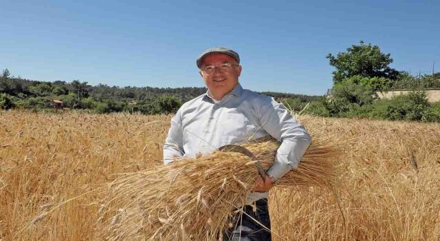 Menteşe’de ‘Karakılçık’ Hasadı Başladı