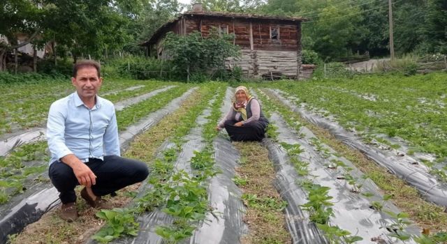 Samsun'da çilek üretimi yaygınlaşıyor