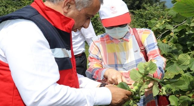 Samsun'da Fındık Rekolte Tahmini Çalışmaları Tamamlandı