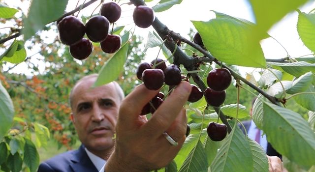 Seben Kirazının Hasadı Başladı