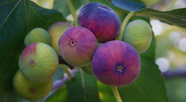 Taze incirin ihracat yolculuğu başlıyor