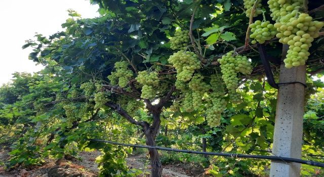 Taze üzümlerin turfandası Superior Seedless ihracata hazır