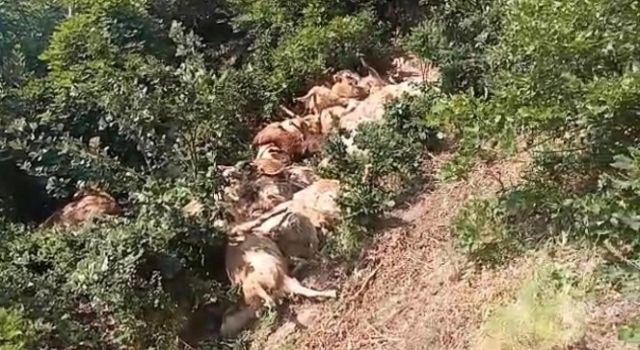 Tunceli'de 80 koyun telef oldu