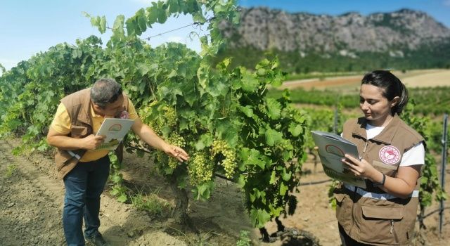 Üzümde Rekolte Tahmin Çalışmaları Yapılıyor