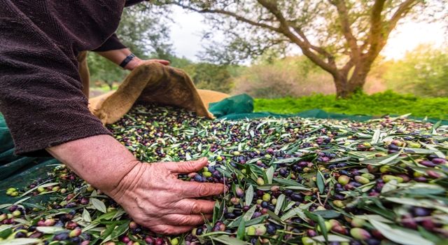 Zeytin ve zeytinyağı ihracatı 2021’in ilk yarısında 136 milyon dolara ulaştı