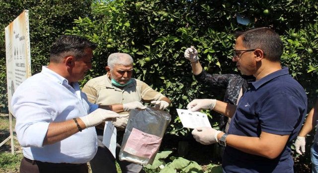 Akdeniz meyve sineğine karşı biyoteknik mücadele