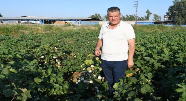Ayhan Barut'tan hasat öncesi pamuk çağrısı: Beyaz altın üreticinin kefeni olmasın