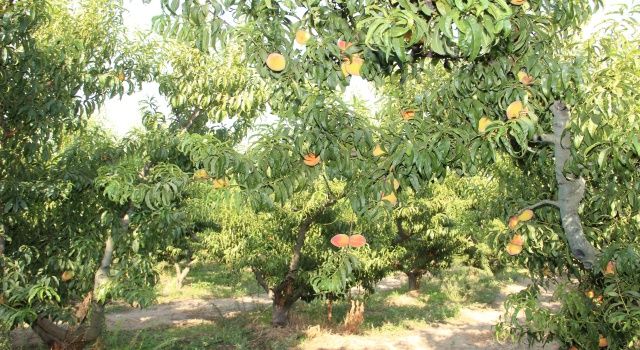 Dalındaki şeftaliyi hasat edip ihtiyaç sahiplerine yolladılar