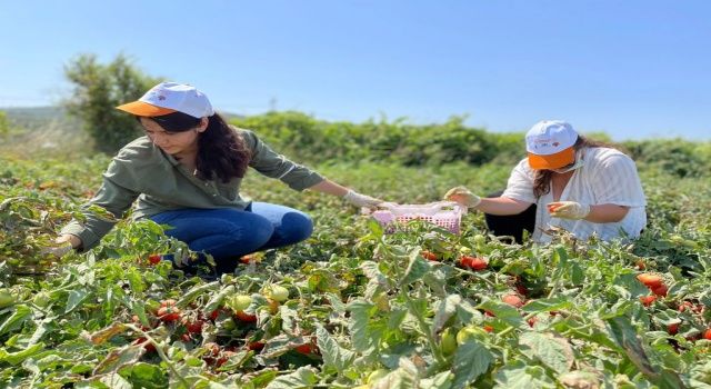 htiyaç Sahipleri İçin Gönüllü Son Hasat