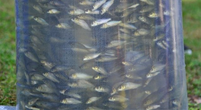 Denizli'de Göl ve Göletlere 210 Bin Adet Yavru Sazan Balığı Bırakıldı