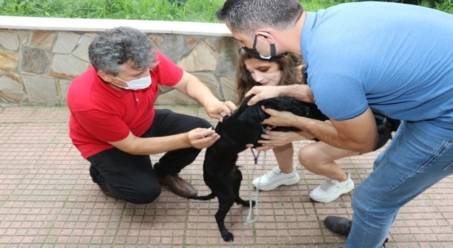 Kedi, Köpek ve Gelinciklerin Kimliklendirilmesi İşlemi Başladı