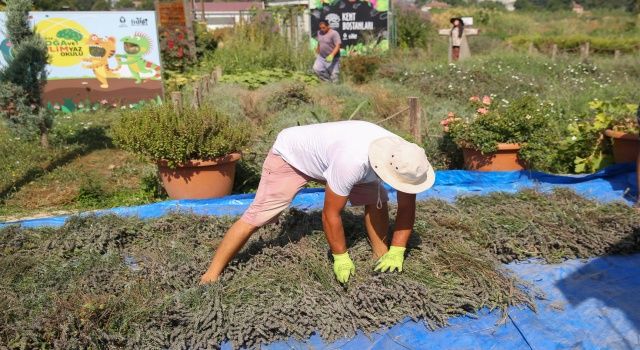 Kent Bostanları’nda lavantalar hasat edildi