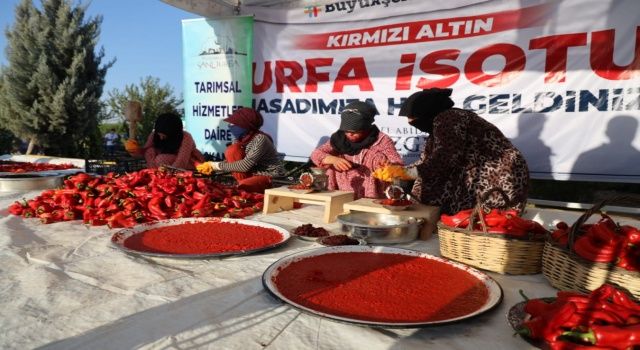 Kırmızı Altın” Urfa İsotunda Hasat Zamanı