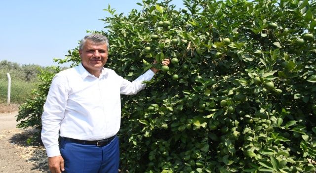 Limon üreticisine AKP'den ihracat darbesi