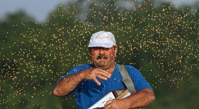 Osmanlı mutfağının pirinci, sofralara Tarım Krediyle ulaşıyor