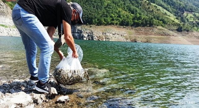 Samsun’da Su Kaynaklarına Rekor Düzeyde (1.600.000 Adet) Sazan Balığı Yavrusu Bırakıldı