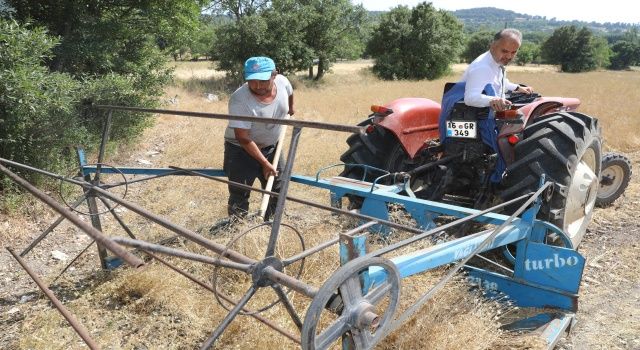 Siyez buğdayı ve çörek otunda hasat zamanı