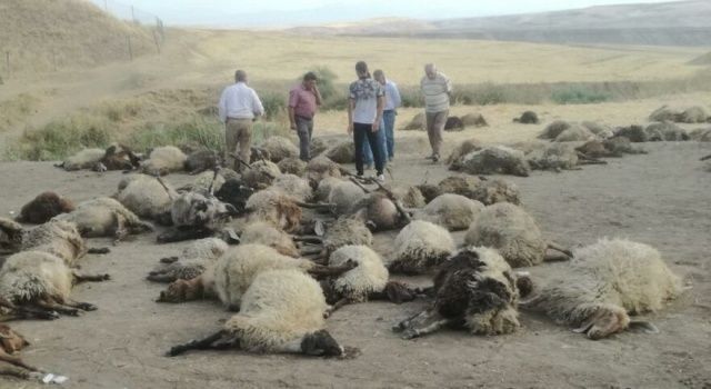 Sulama kanalına düşen 170 koyun boğuldu