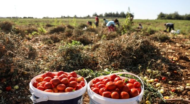 Tarlada Kalmadı Bucalı Kadınlar Kazandı