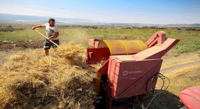 Yerli tohumdan doğal nohutlar hasat edildi