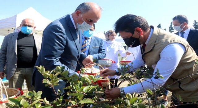 5. Aronya Hasat Şenliği Düzenlendi