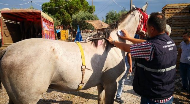 Atlar Kayıt Altına Alınıp Kimlik Belgesi Düzenleniyor