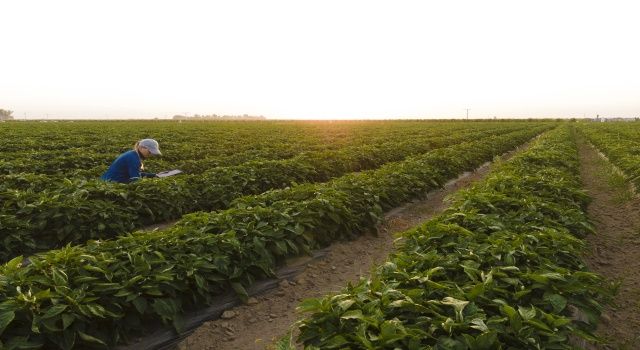 Bayer, “Vegetables By Bayer” adlı Yeni Marka Platformunu Hayata Geçirdi