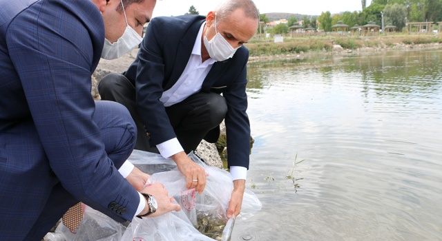 Bolu Üretim İstasyonun İlk Yavruları Göl ve Göletlerde