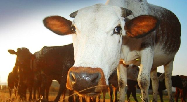 Brezilya’da deli dana paniği: Çin et ithalatını durdurdu