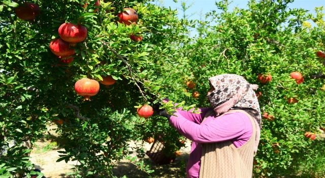 Denizli’de Turfanda Nar Hasadı Başladı