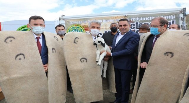 Erzincan’da İkinci Geleneksel Koç Katım Şenliği Düzenlendi