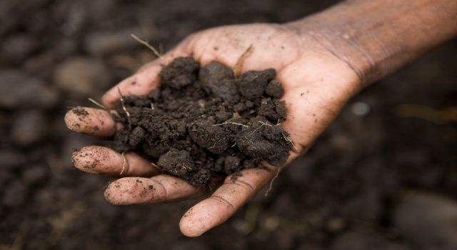 Eti Burçak ve Wwf-Türkiye “Sağlıklı Toprak Hareketi” başlatıyor!