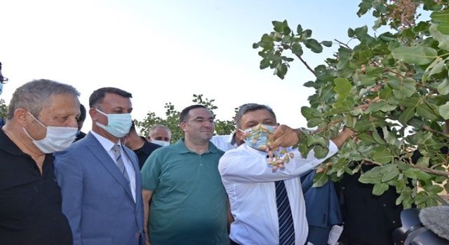 Fıstık Hasadı Tarla Günü Etkinliği Düzenlendi