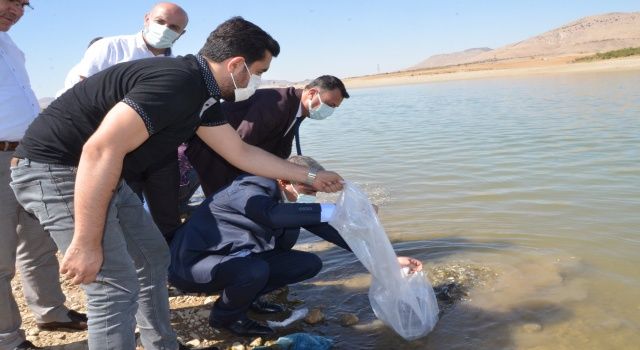 Kırkat Göletine Yavru Sazan Balığı Bırakıldı