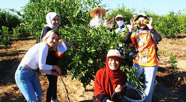 Mandalinalar ihtiyaç sahipleri için hasat edildi