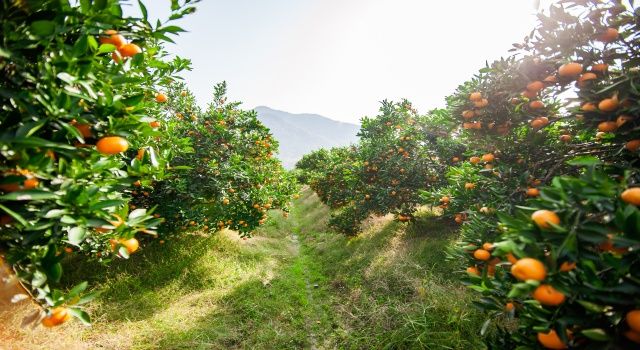 Rekolte kaybını önlemek için Akdeniz Meyve Sineği ile bölgesel mücadele çağrısı