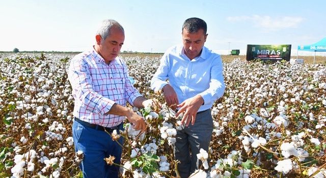 Tarsus’ta Beyaz Altın'ın Hasadı Yapıldı