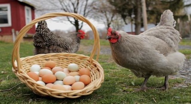 Tavuk eti üretimi 161 bin 923 ton, tavuk yumurtası üretimi 1,5 milyar adet olarak gerçekleşti