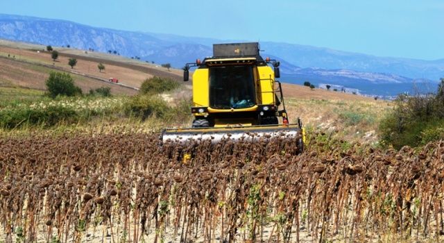 Trakyabirlik Ayçiçek Alım Fiyatlarını Açıkladı