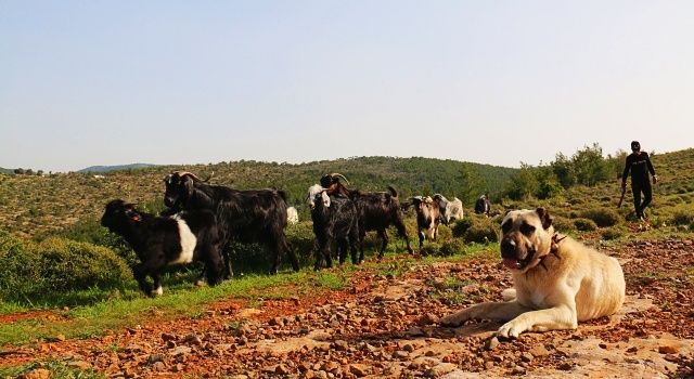 Tüm et ve süt ürünleri aynı değil!