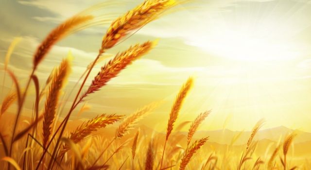 Buğday fiyatlarında yeni rekor