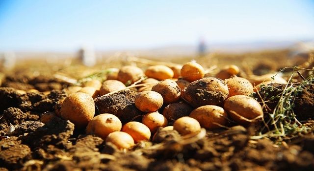 Faydalı böcek yetiştiriciliği için ekilen patatesler hasat ediliyor