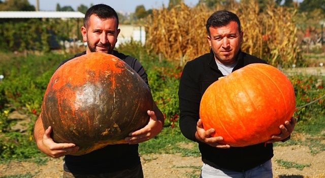 Kent Bostanları’nda kabakların görsel şöleni